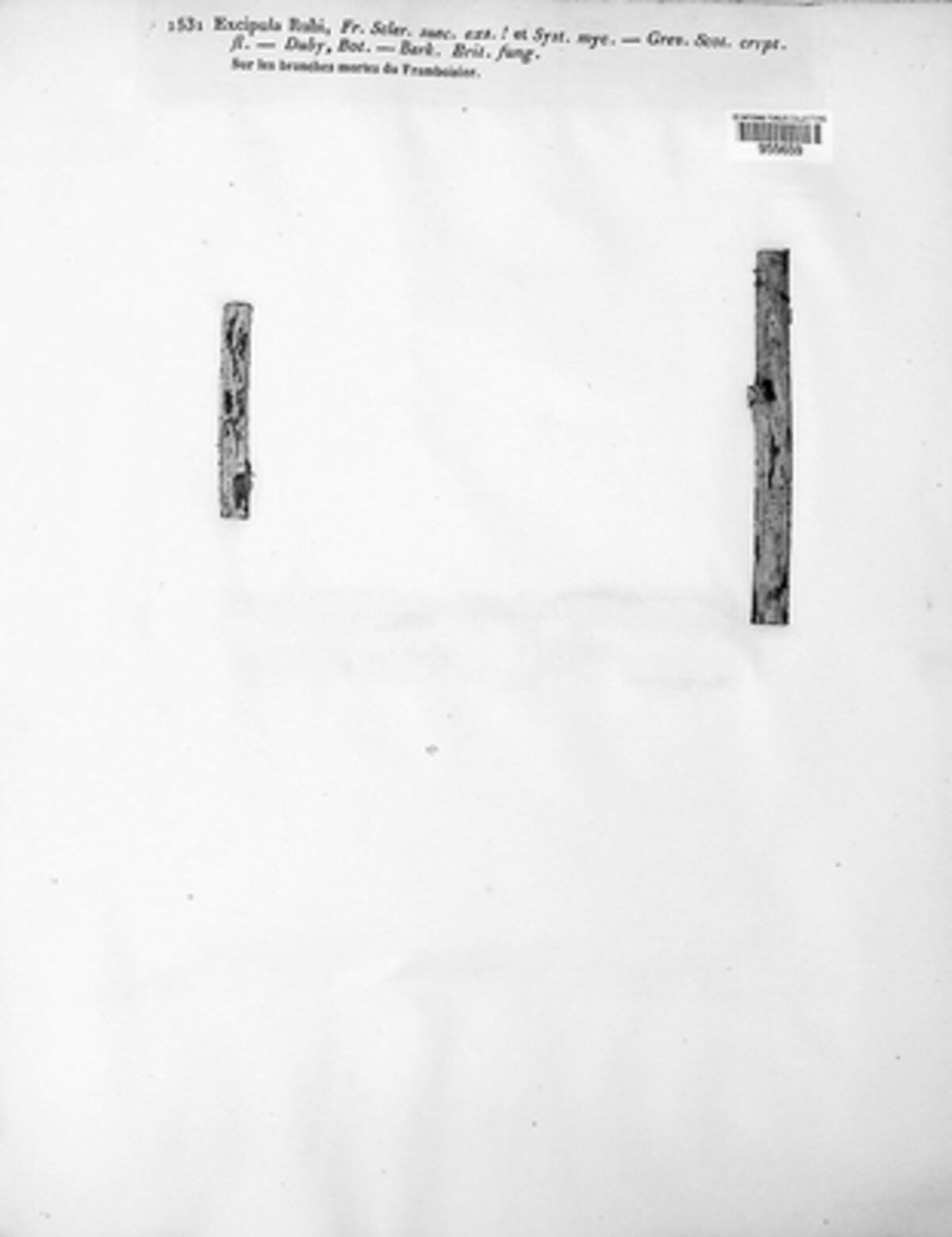 Pyrenopeziza rubi image
